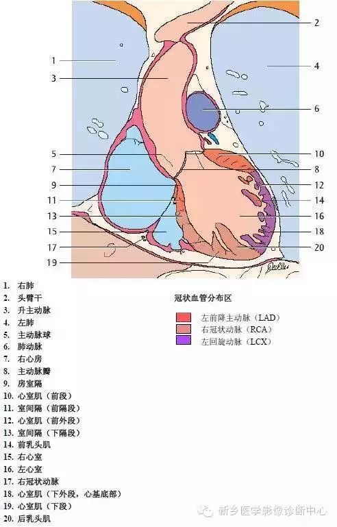 超详细的胸部血管解剖+标注，建议收藏！