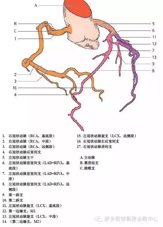 超详细的胸部血管解剖+标注，建议收藏！