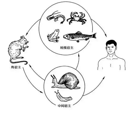 雨后遍地爬的大蜗牛，为啥不能让孩子碰？快转发提醒更多的人！