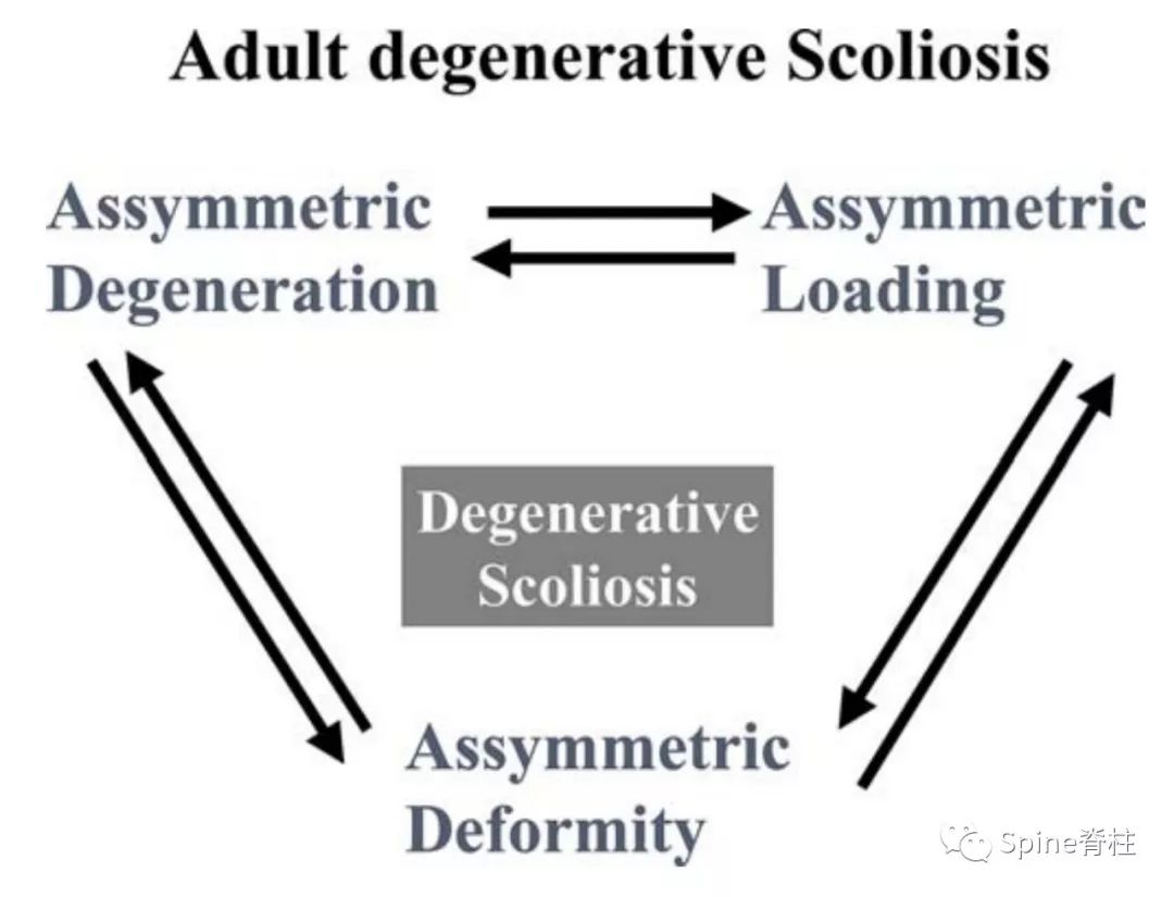 想系统了解成人脊柱畸形？看看这篇！