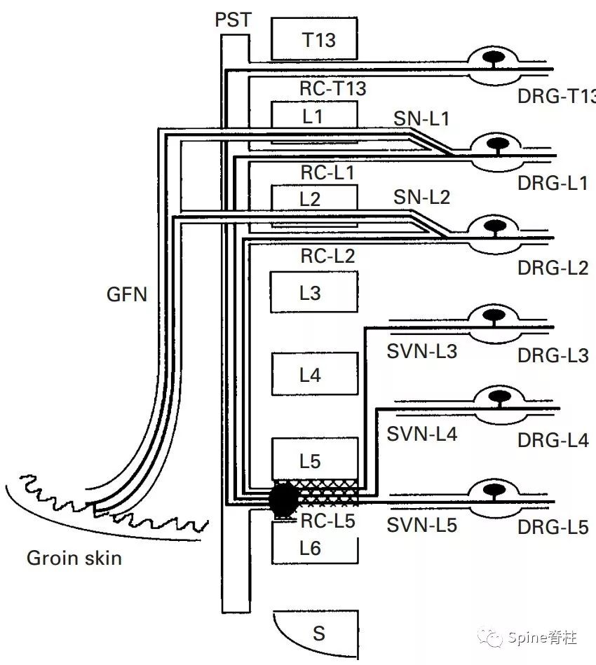 一文读懂脊柱神经支配，赶紧收藏备用！