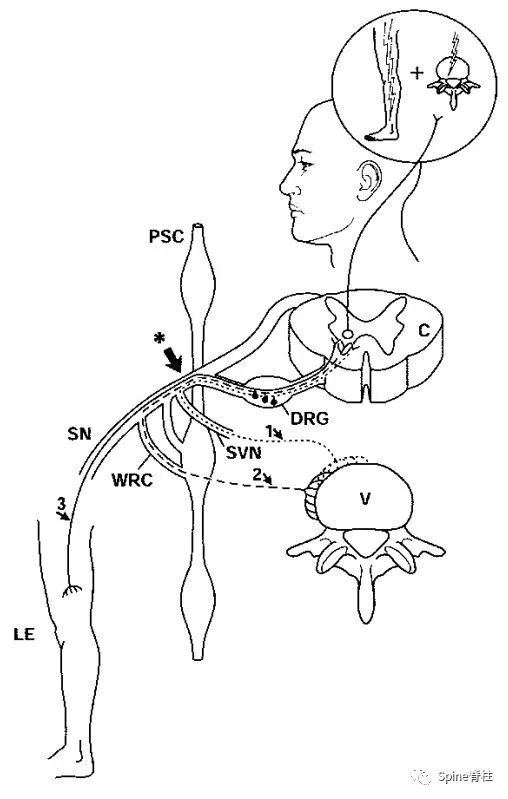 一文读懂脊柱神经支配，赶紧收藏备用！