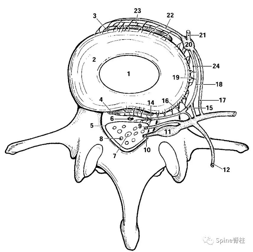 一文读懂脊柱神经支配，赶紧收藏备用！