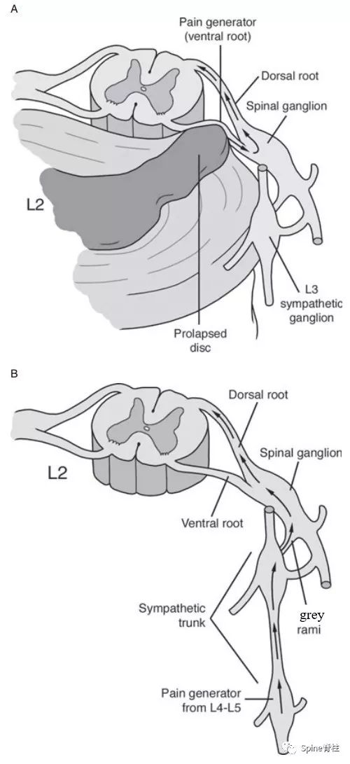 一文读懂脊柱神经支配，赶紧收藏备用！