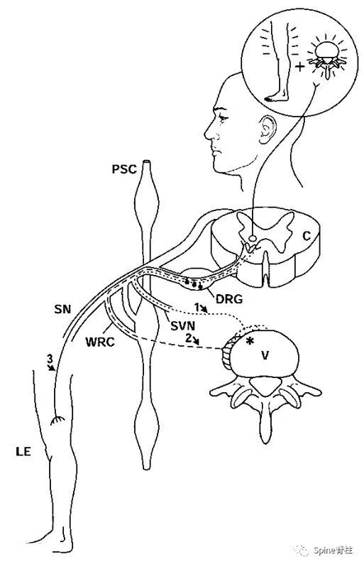 一文读懂脊柱神经支配，赶紧收藏备用！