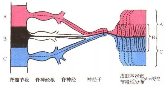 一文读懂脊柱神经支配，赶紧收藏备用！