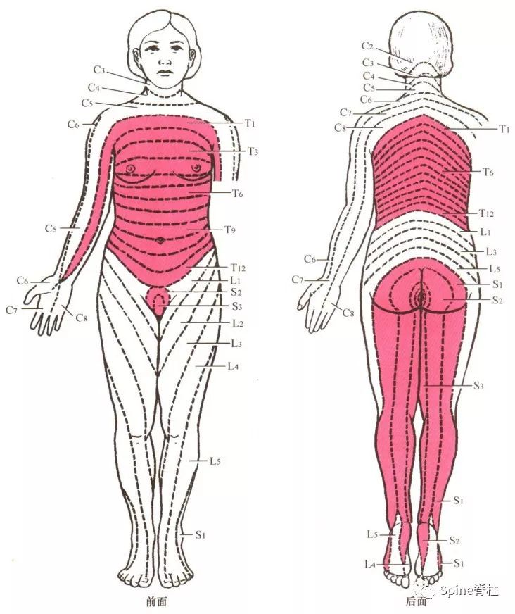 一文读懂脊柱神经支配，赶紧收藏备用！