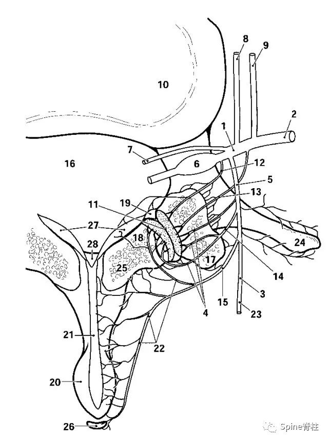 一文读懂脊柱神经支配，赶紧收藏备用！
