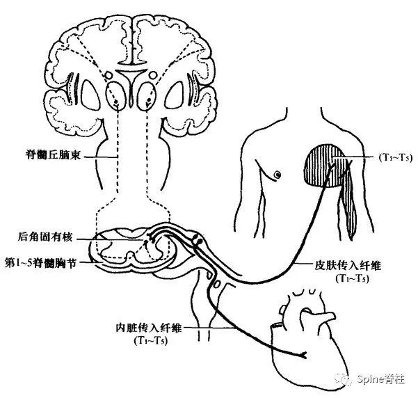 一文读懂脊柱神经支配，赶紧收藏备用！