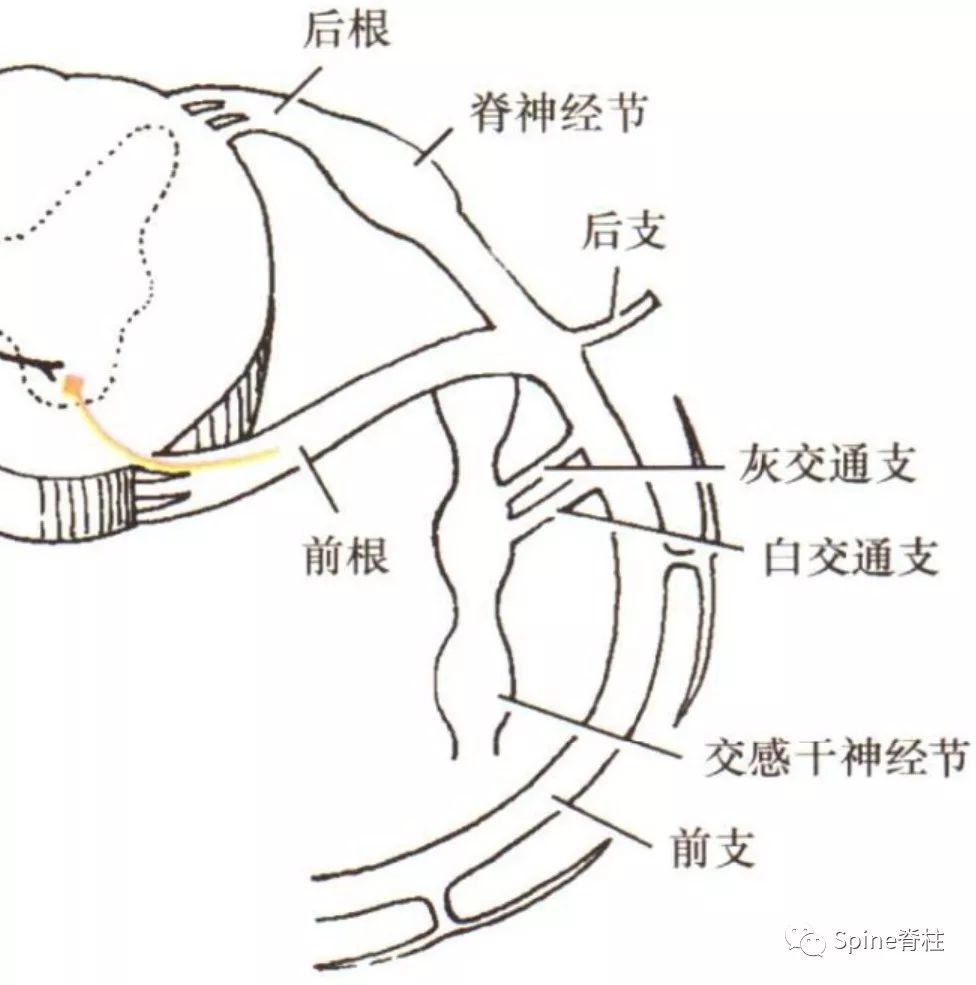 一文读懂脊柱神经支配，赶紧收藏备用！