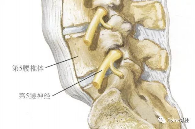 平时阅片，你注意过腰5椎体的横突吗？