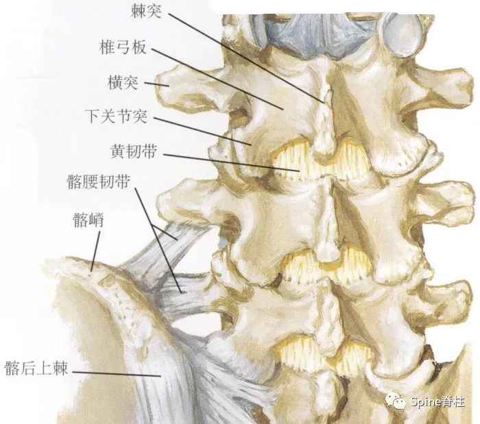 平时阅片，你注意过腰5椎体的横突吗？