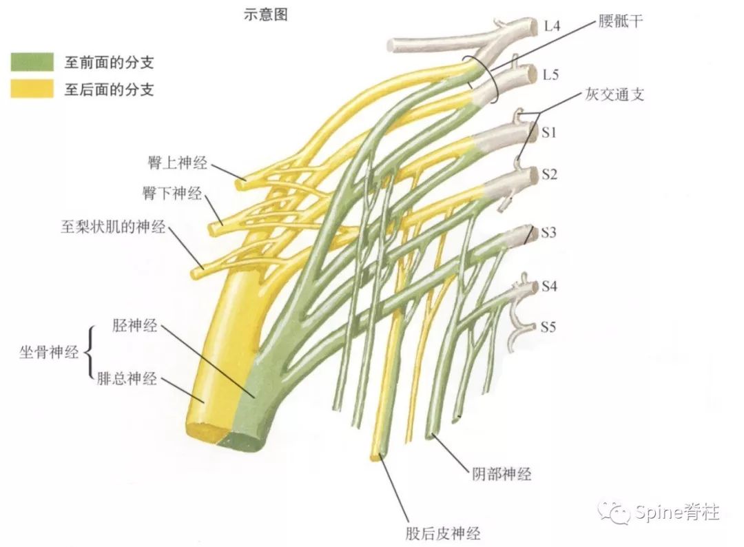 不是所有出现下肢放射痛的都是腰椎间盘突出症！