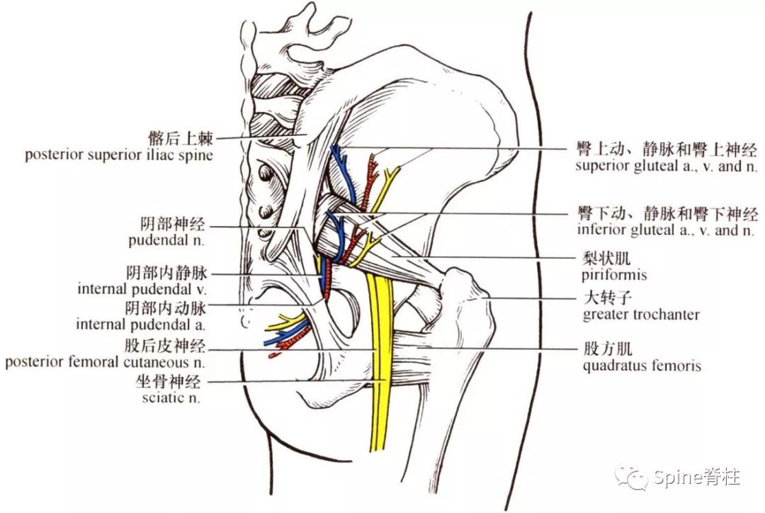 不是所有出现下肢放射痛的都是腰椎间盘突出症！