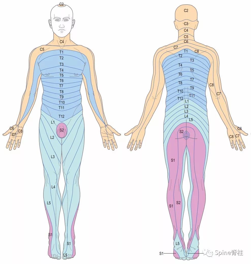 你全面了解L4-S1神经根支配区吗？