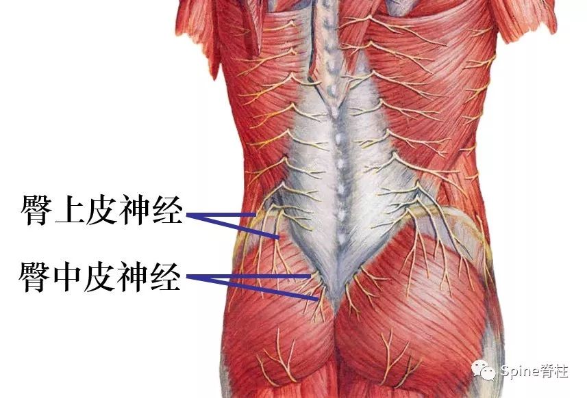 5分钟带你掌握：臀上皮神经卡压综合征诊治要点！