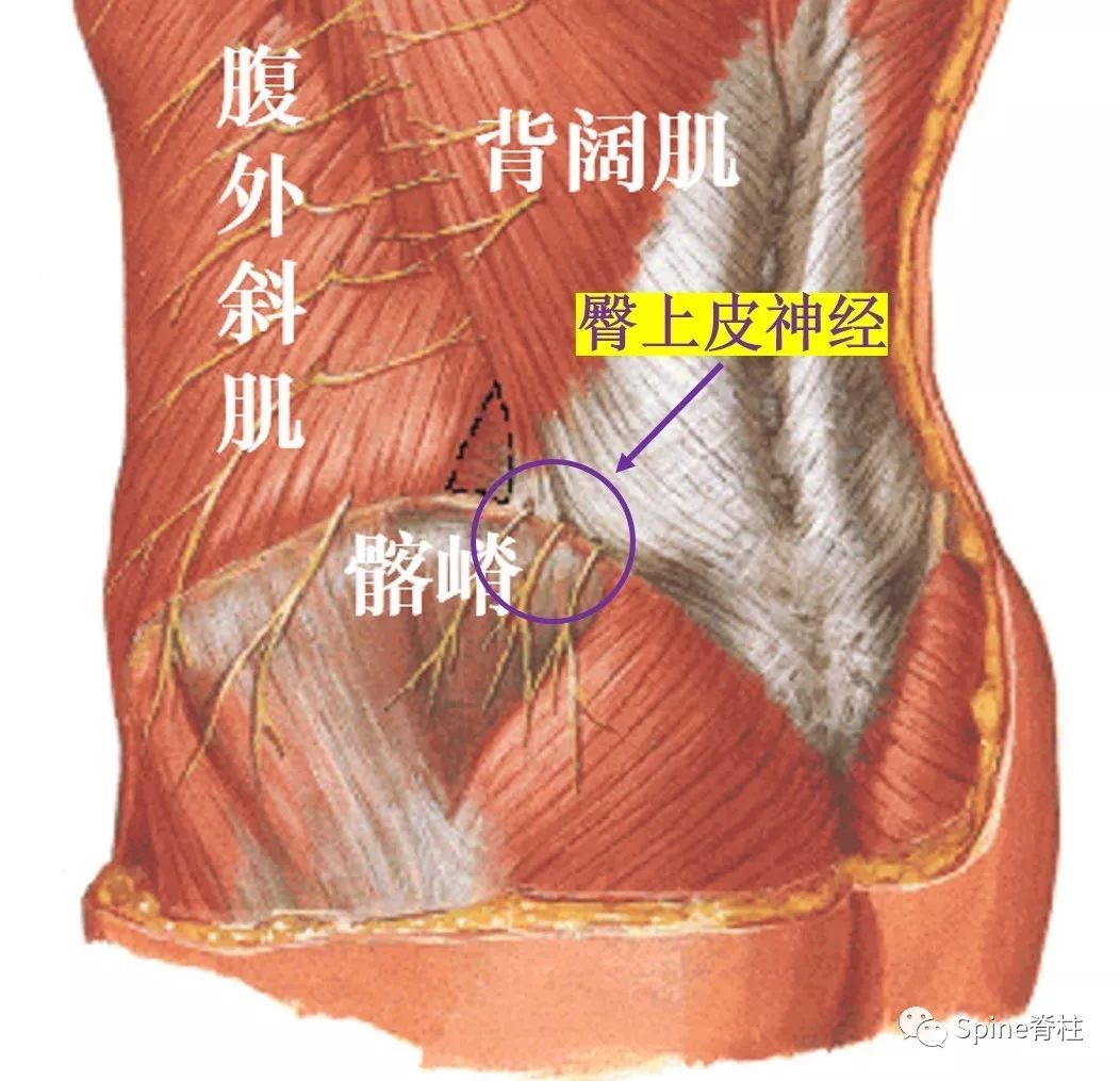 5分钟带你掌握：臀上皮神经卡压综合征诊治要点！