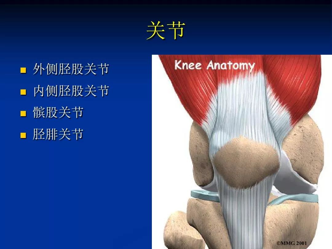图76 膝关节前面观-人体解剖组织学-医学