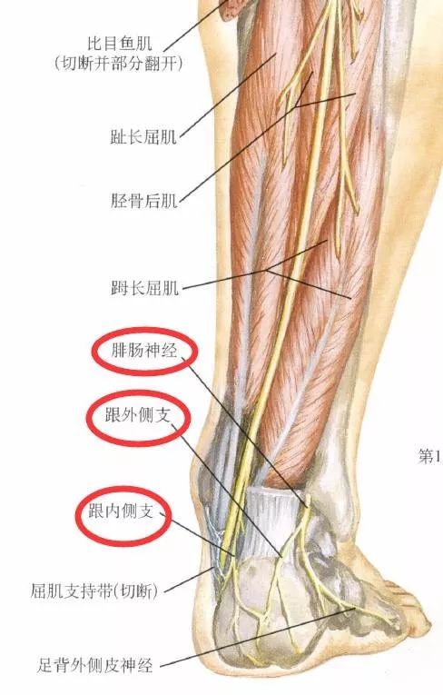 下肢神经的组成及走形汇总，赶紧收藏备用！