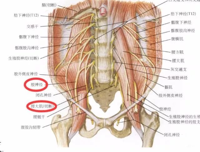 下肢神经的组成及走形汇总，赶紧收藏备用！