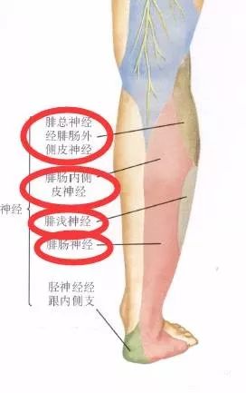 下肢神经的组成及走形汇总，赶紧收藏备用！
