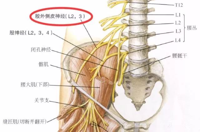 下肢神经的组成及走形汇总，赶紧收藏备用！