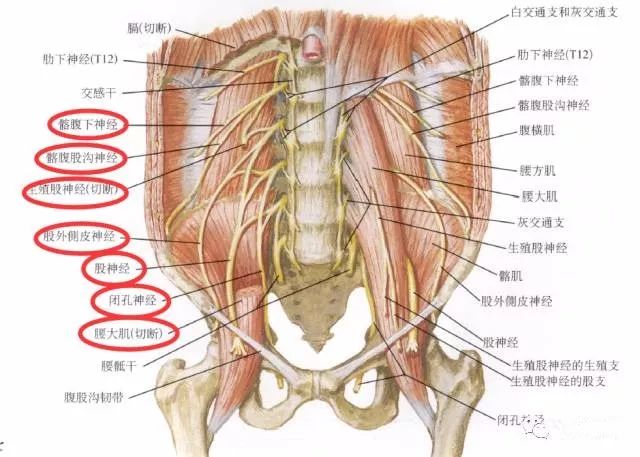 下肢神经的组成及走形汇总，赶紧收藏备用！