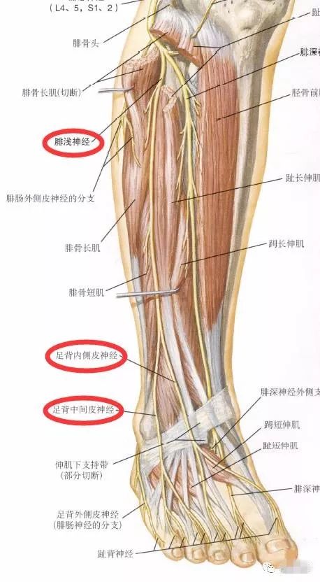 下肢神经的组成及走形汇总，赶紧收藏备用！