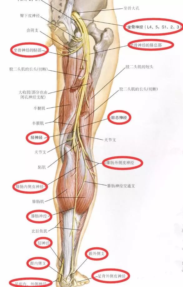 下肢神经的组成及走形汇总，赶紧收藏备用！