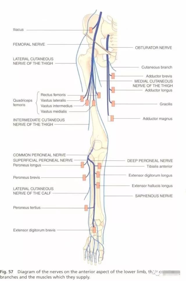 下肢神经的组成及走形汇总，赶紧收藏备用！