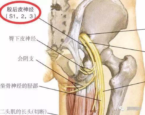 下肢神经的组成及走形汇总，赶紧收藏备用！