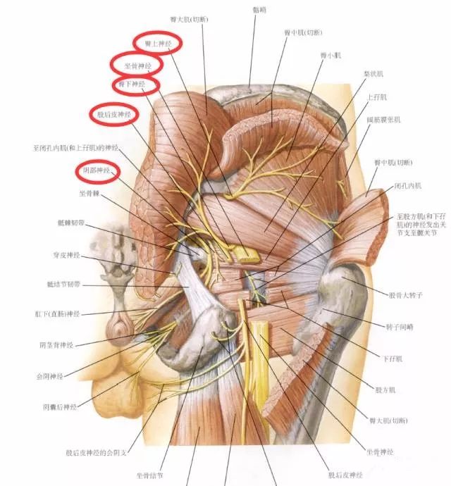 下肢神经的组成及走形汇总，赶紧收藏备用！
