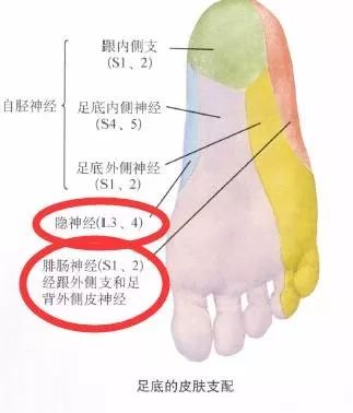 下肢神经的组成及走形汇总，赶紧收藏备用！