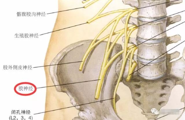 下肢神经的组成及走形汇总，赶紧收藏备用！