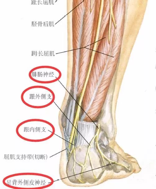 下肢神经的组成及走形汇总，赶紧收藏备用！