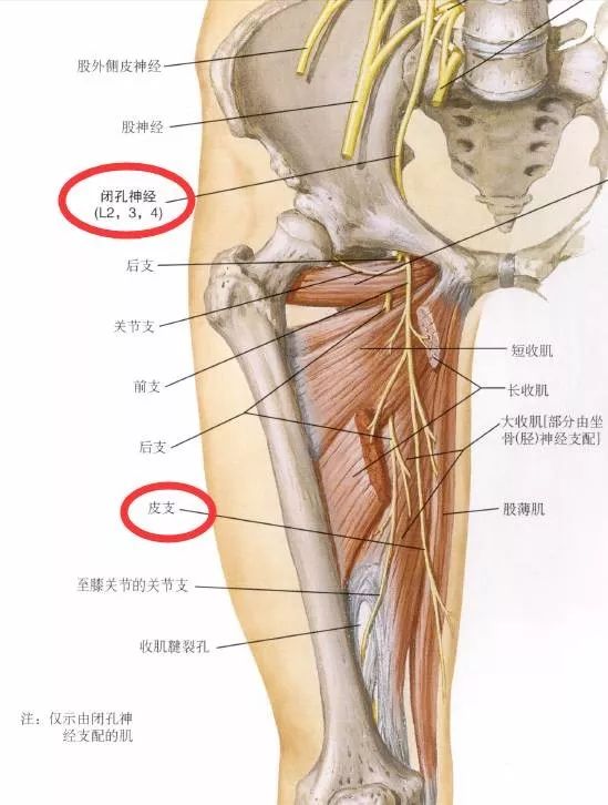 下肢神经的组成及走形汇总，赶紧收藏备用！