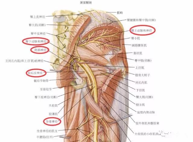 下肢神经的组成及走形汇总，赶紧收藏备用！