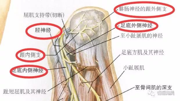 下肢神经的组成及走形汇总，赶紧收藏备用！