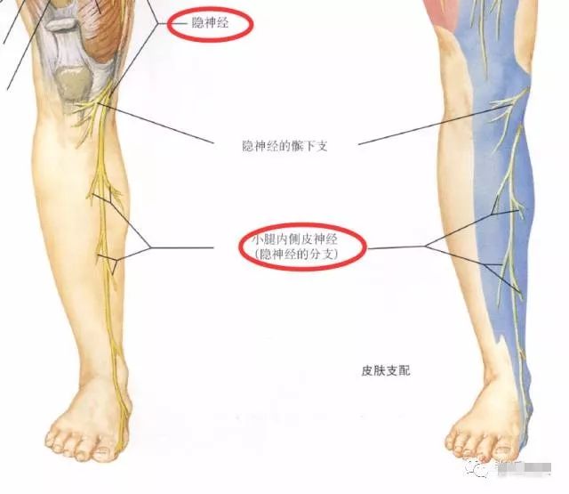 下肢神经的组成及走形汇总，赶紧收藏备用！