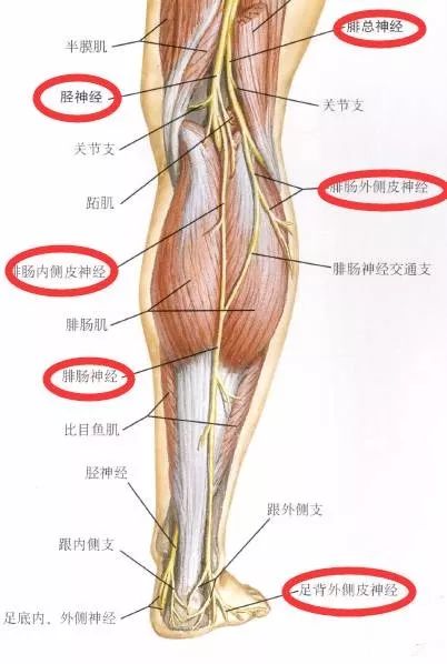 下肢神经的组成及走形汇总，赶紧收藏备用！