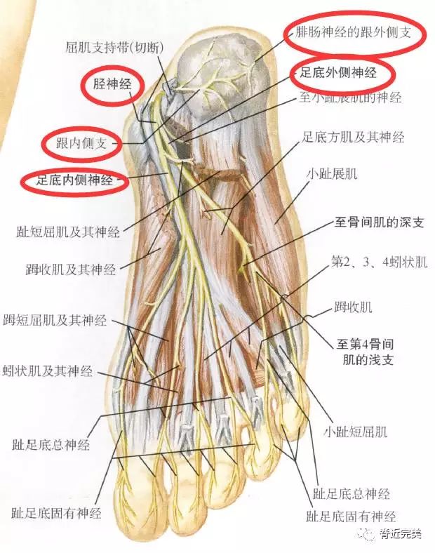 下肢神经的组成及走形汇总，赶紧收藏备用！