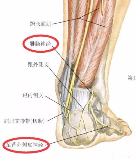 下肢神经的组成及走形汇总，赶紧收藏备用！