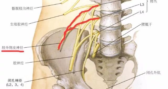 下肢神经的组成及走形汇总，赶紧收藏备用！