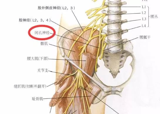 下肢神经的组成及走形汇总，赶紧收藏备用！