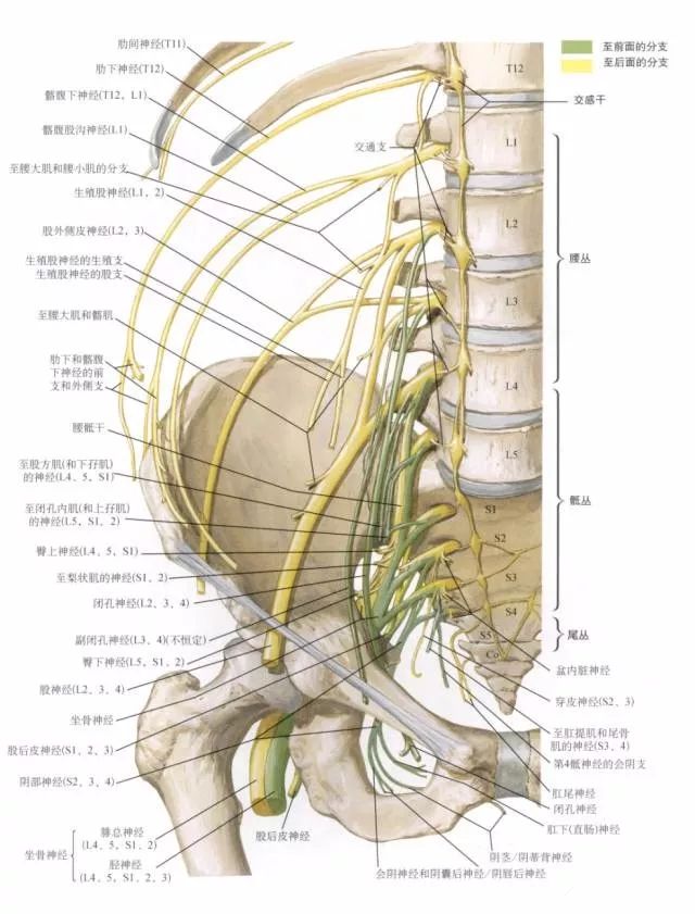 下肢神经的组成及走形汇总，赶紧收藏备用！