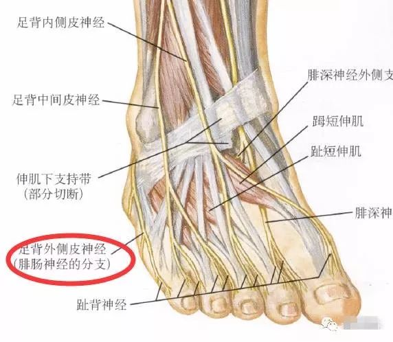 下肢神经的组成及走形汇总，赶紧收藏备用！