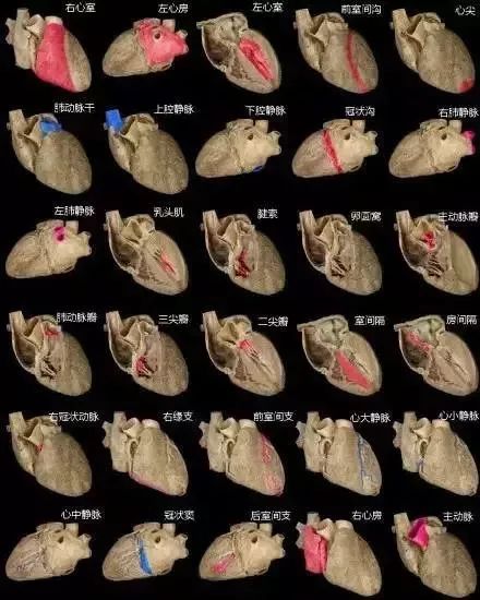 心血管系统及疾病图解大合集，值得收藏！