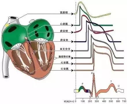 心血管系统及疾病图解大合集，值得收藏！