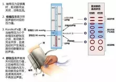 心血管系统及疾病图解大合集，值得收藏！