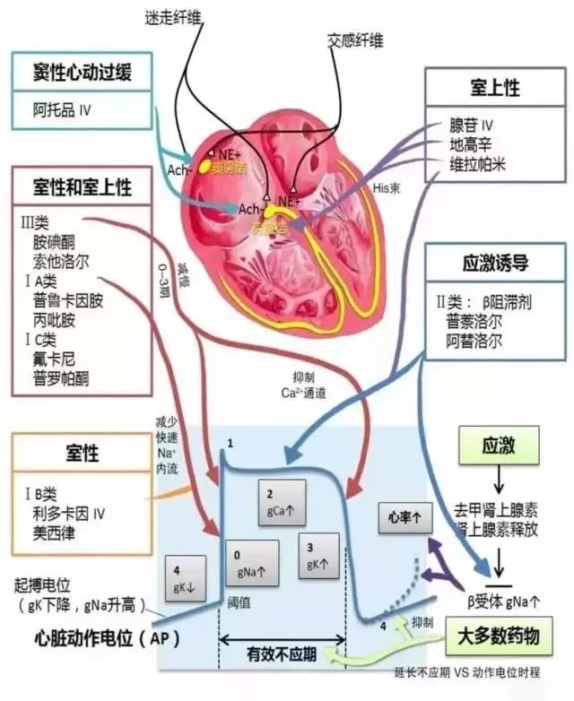 心血管系统及疾病图解大合集，值得收藏！